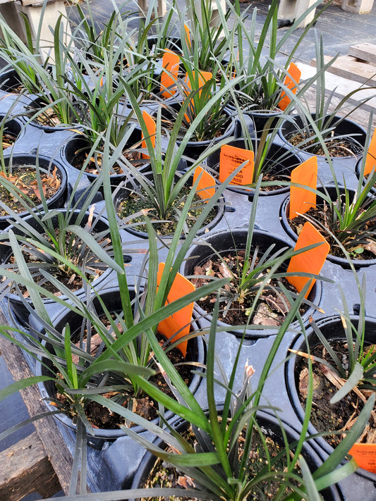 Ophiopogon planiscapus 'Nigrescens' --Black Mondo Grass--