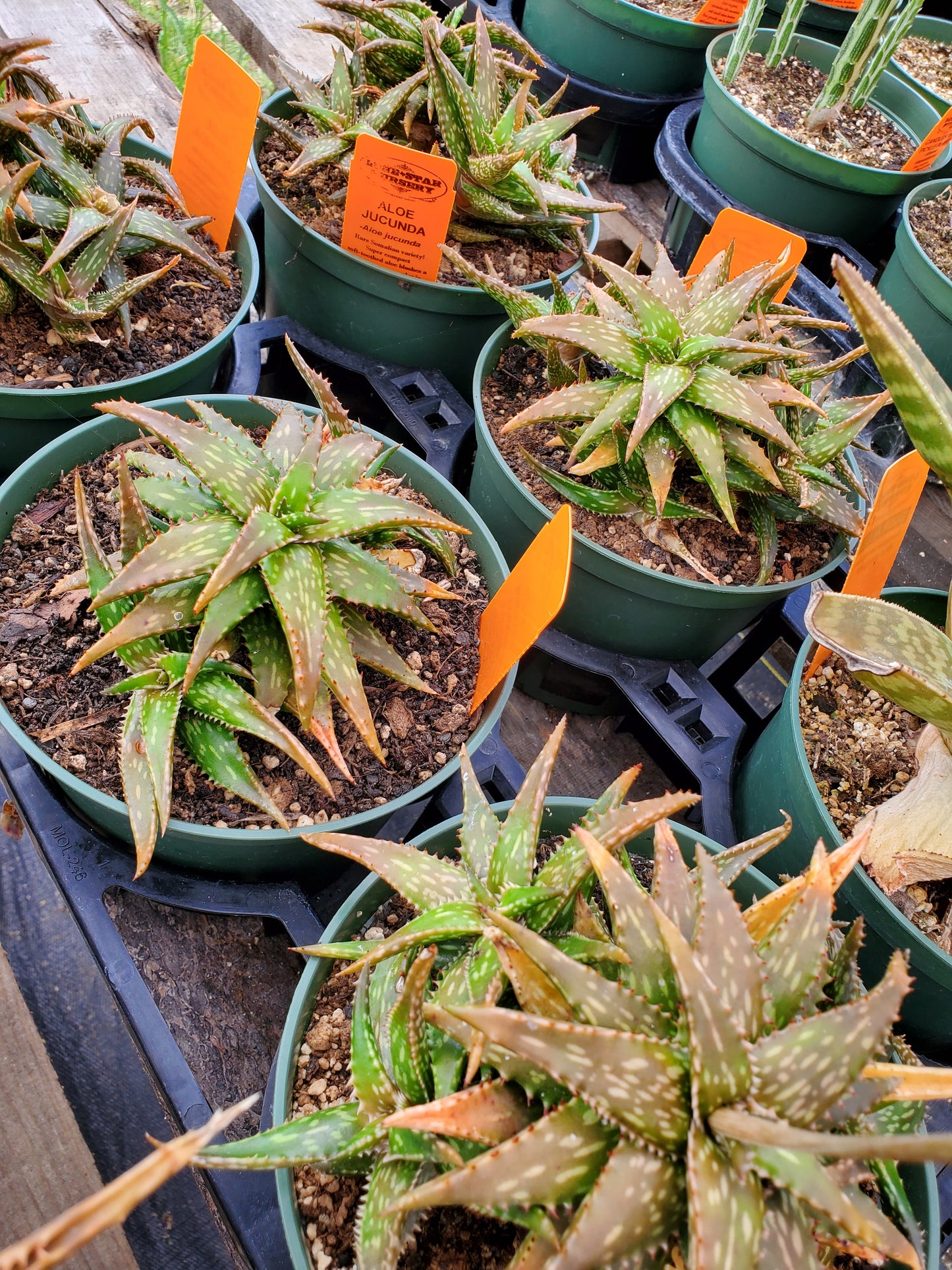Aloe jucunda
