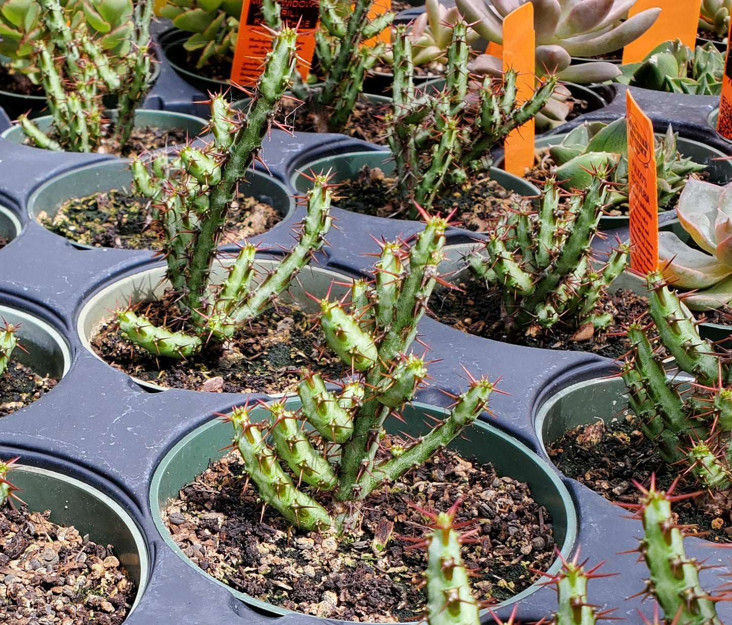 Euphorbia aeruginosa 'Minor' --Miniature Saguaro--