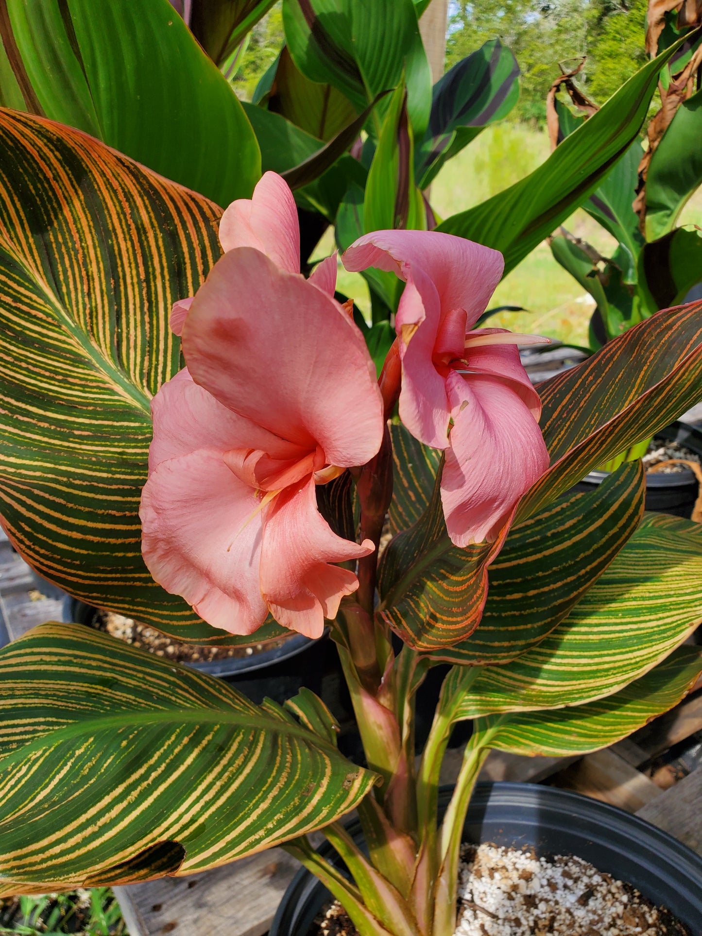 Canna x generalis 'Pink Sunburst'