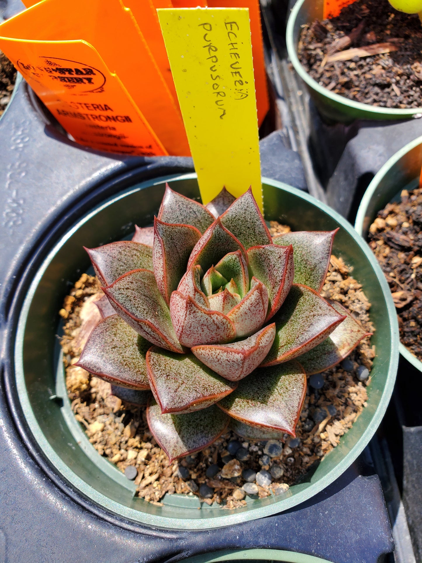 Echeveria purpusorum