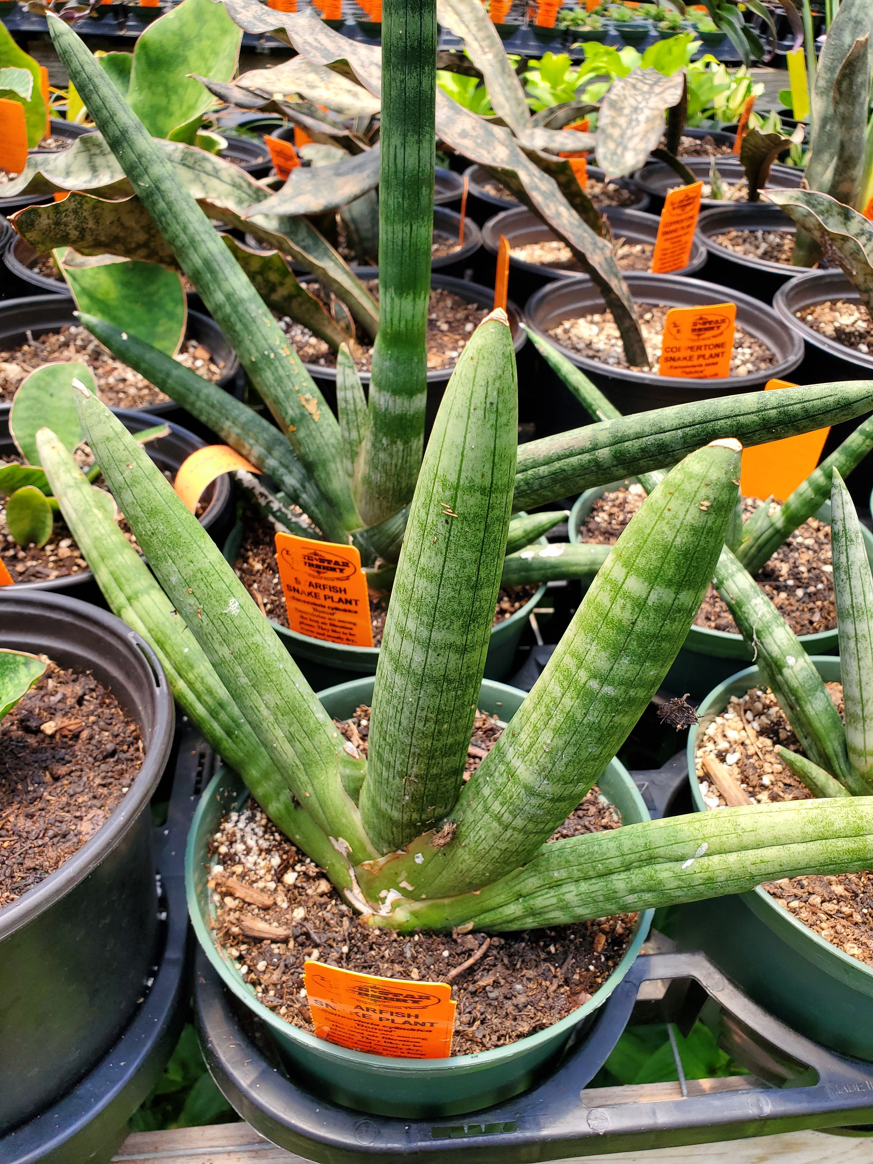 cheap snake plants near me Sansevieria cylindrica 'Boncel' --Starfish Snake Plant