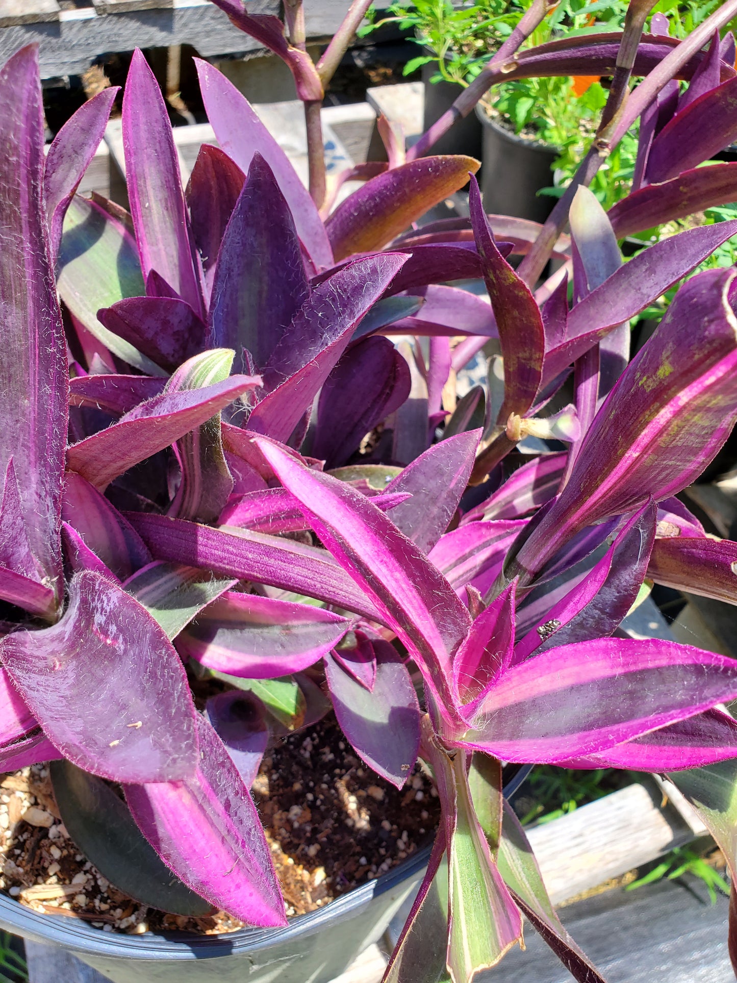 Tradescantia pallida 'Purpurea' --Variegated Purple Heart Wandering Jay--