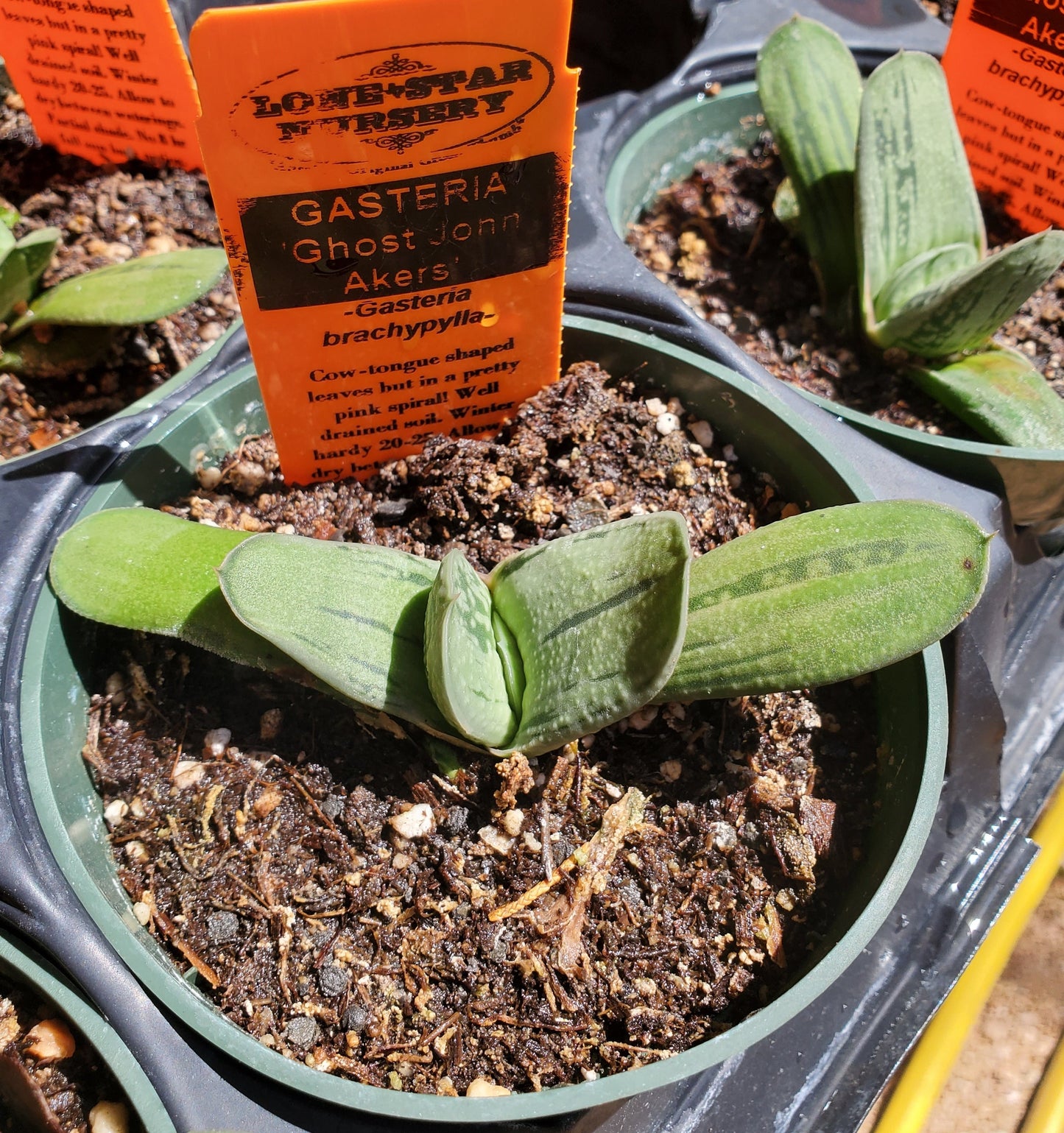 Gasteria brachyphylla 'Ghost John Akers'