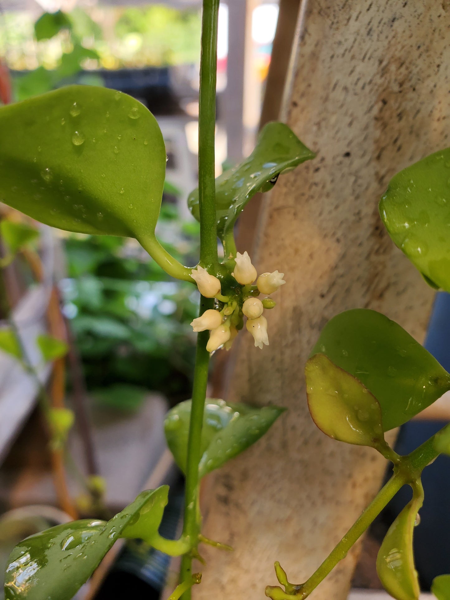 Dischidia milnei --Rain of Coins--