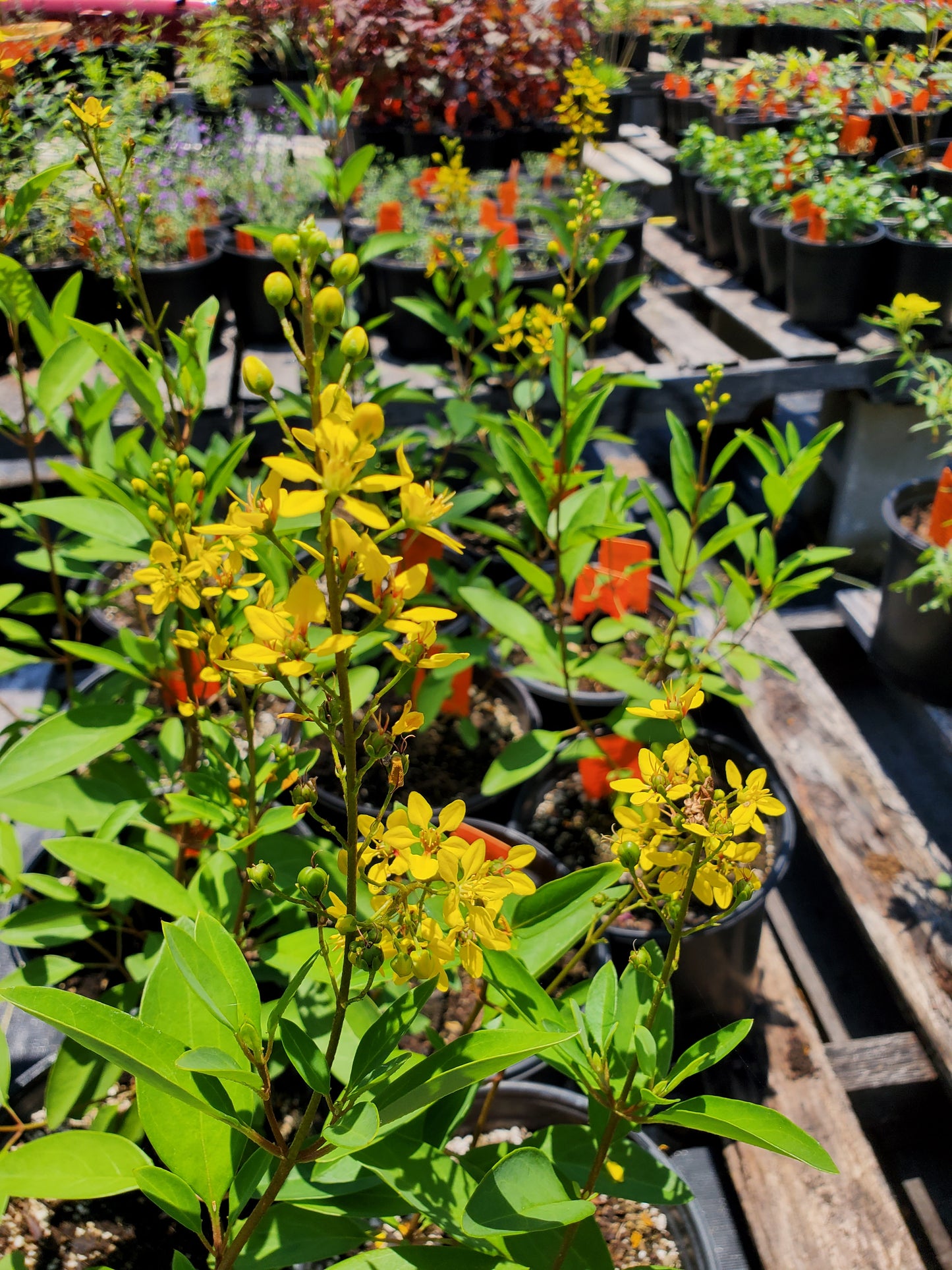 Galphimia glauca --Golden Showers Thryallis--