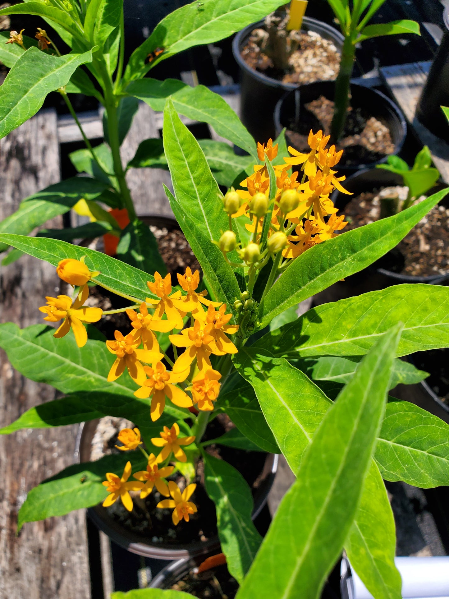 Asclepias curassavica --Silky Gold Milkweed--