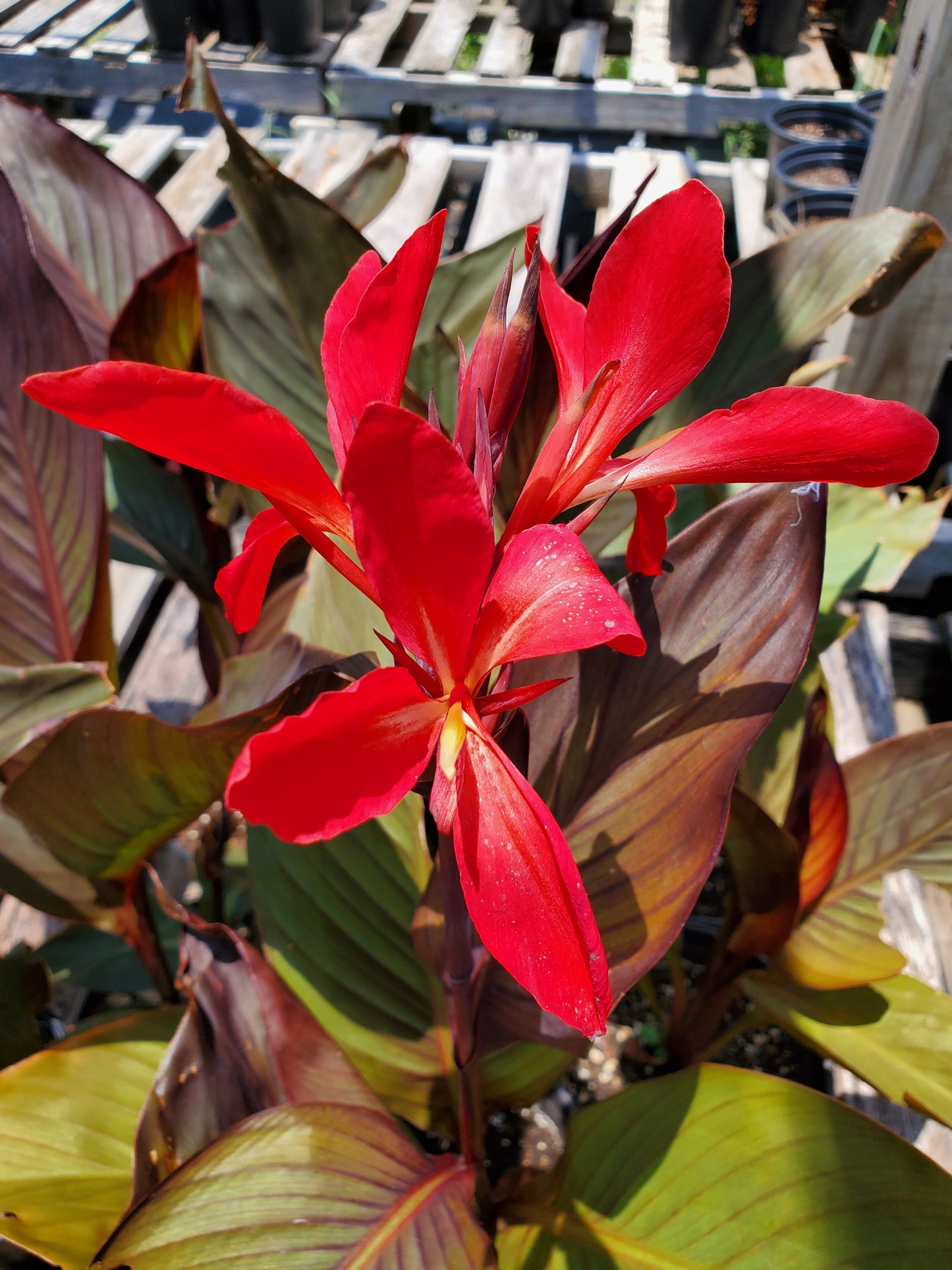 Canna x generalis 'Red Futurity'