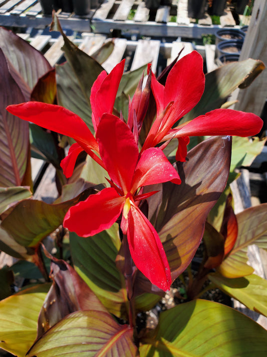 Canna x generalis 'Red Futurity'