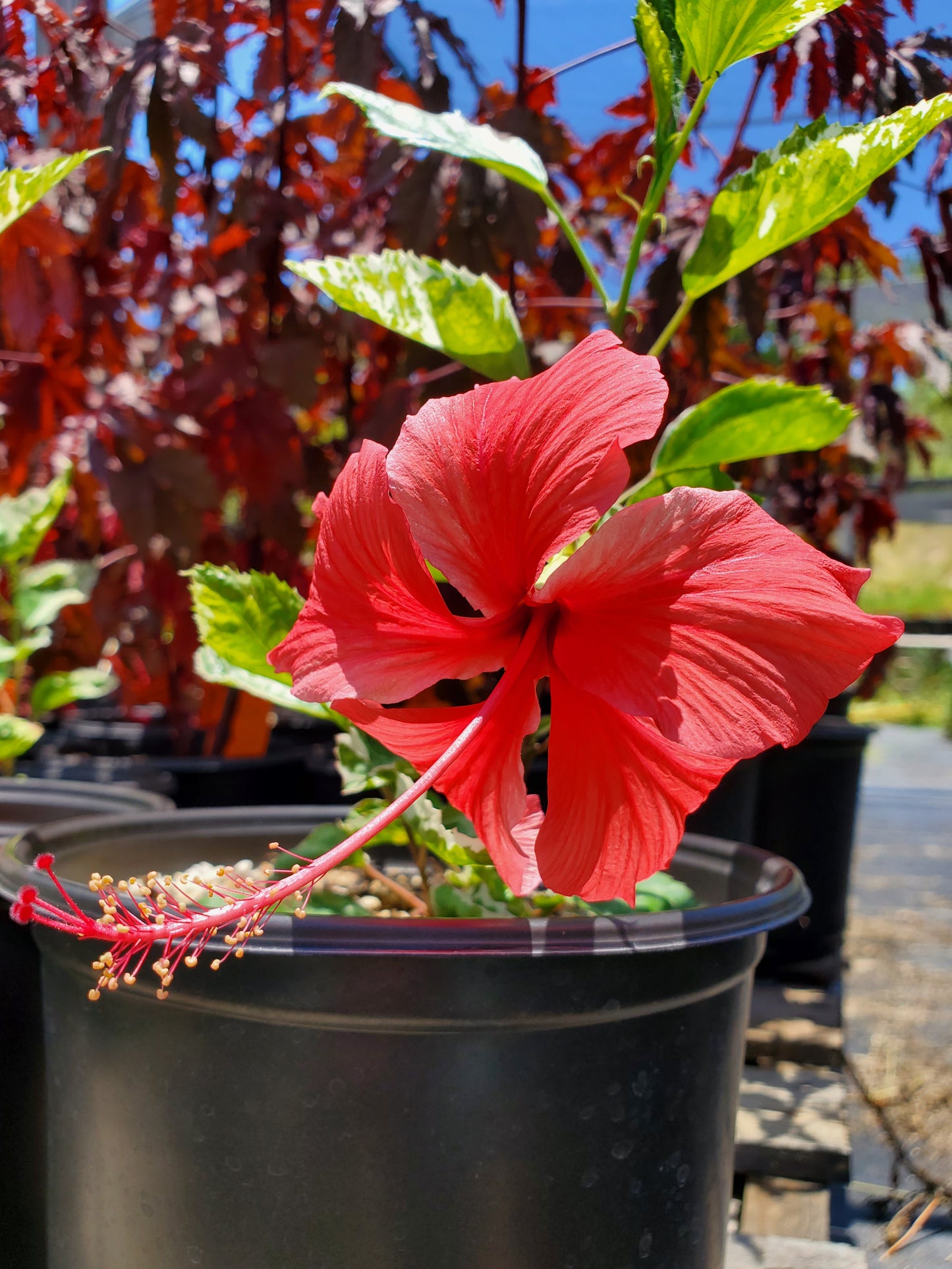 Hibiscus rosa-sinensis 'Snow Queen'