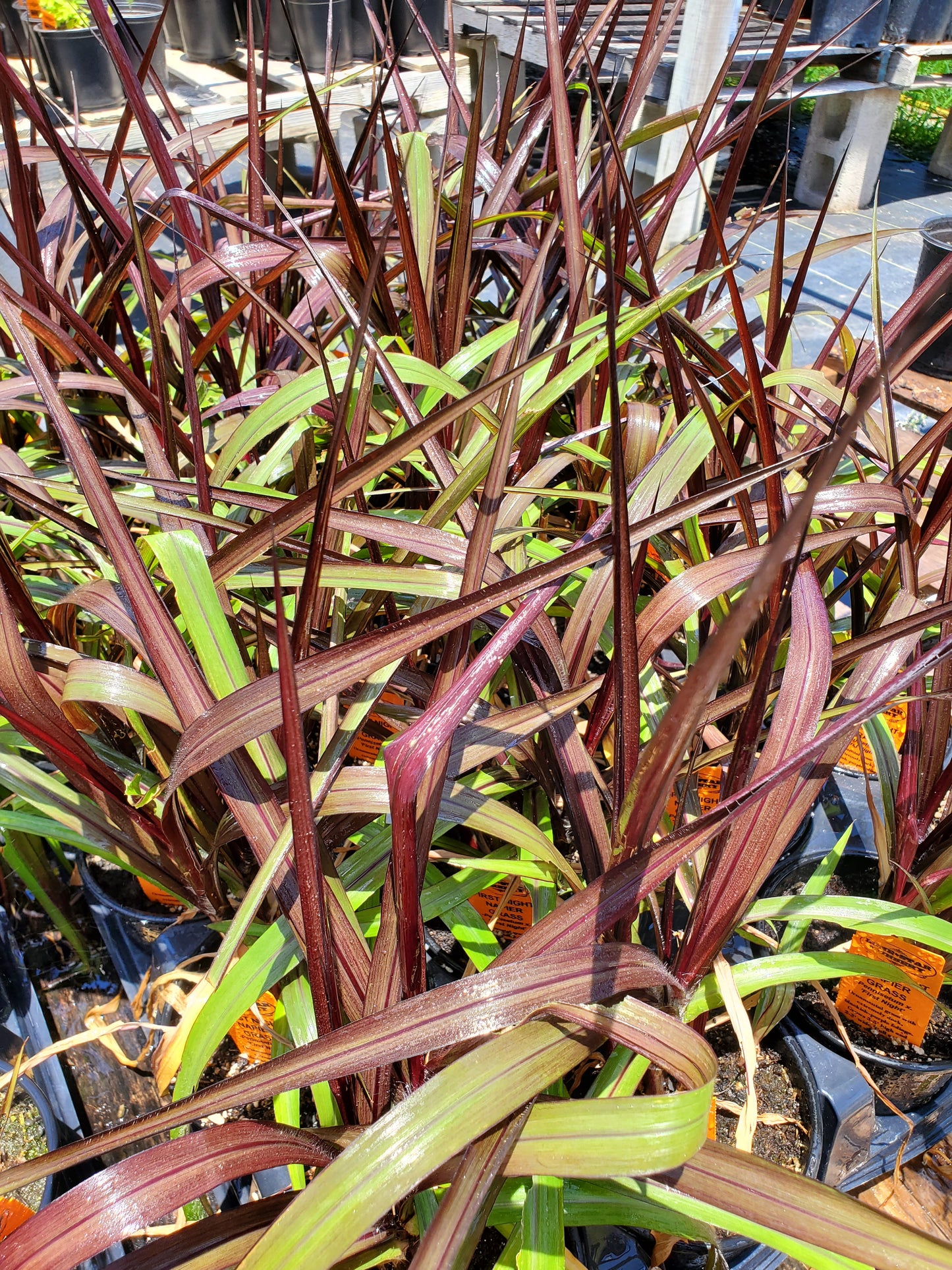 Pennisetum x --Night Dark Napier Grass--