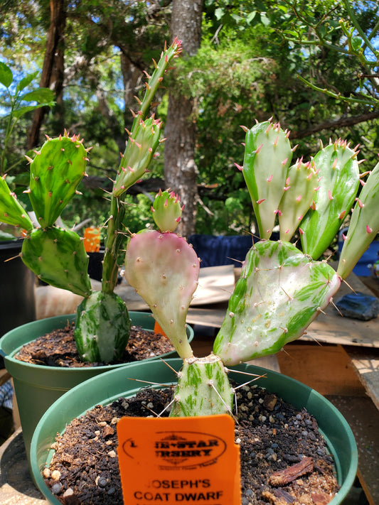 Opuntia monacantha 'Variegata' --Joseph's Coat Cactus--