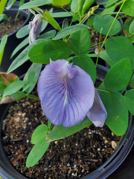 Clitoria mariana --Butterfly Pea--
