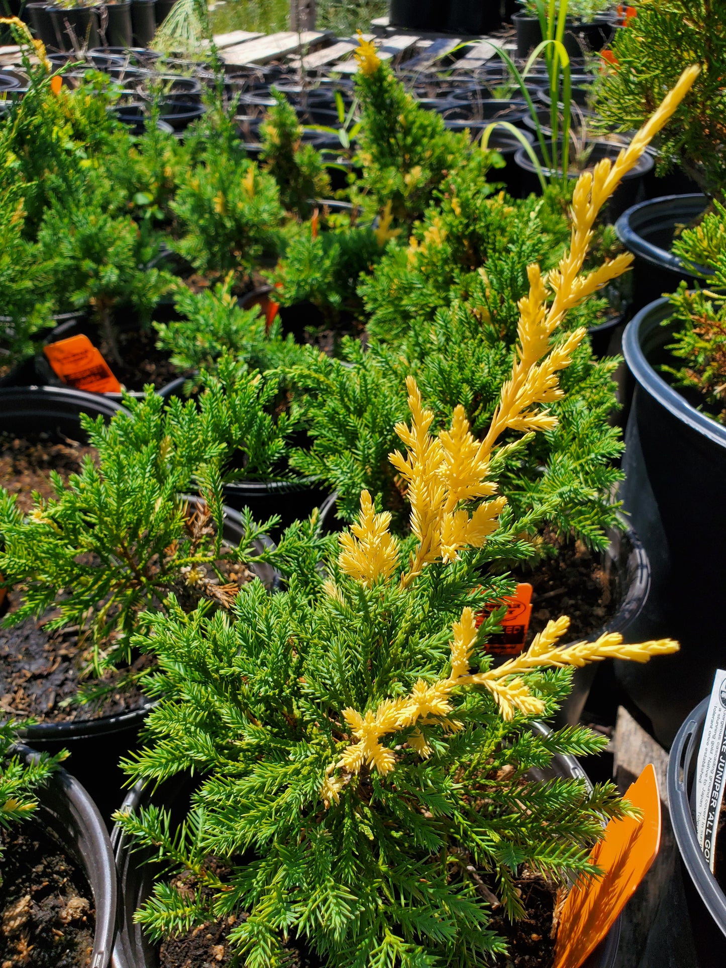 Juniper parsoni --Variegated Juniper--