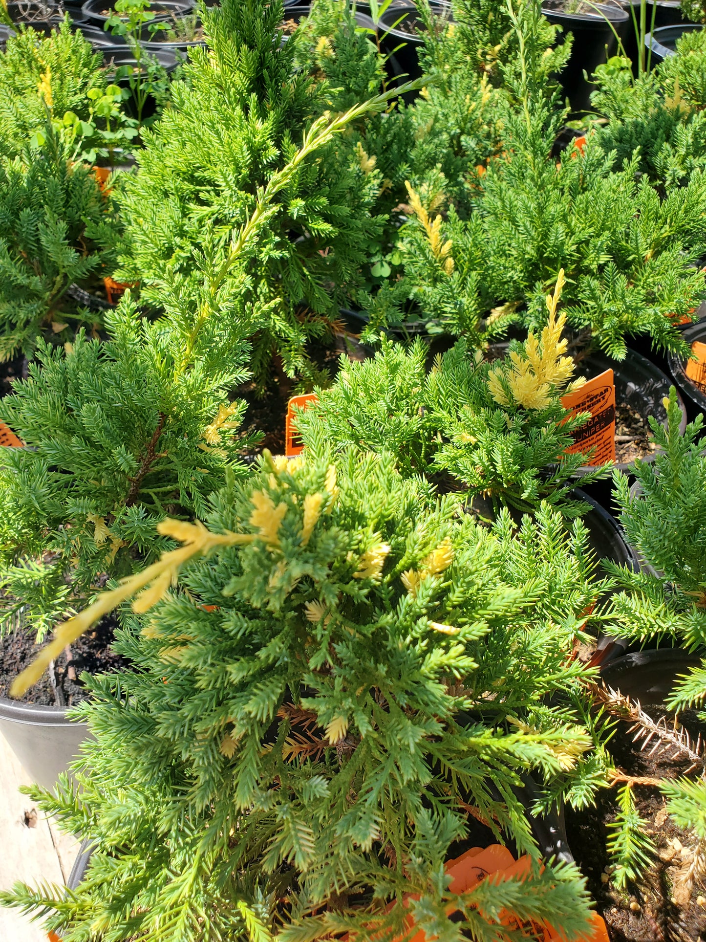 Juniper parsoni --Variegated Juniper--