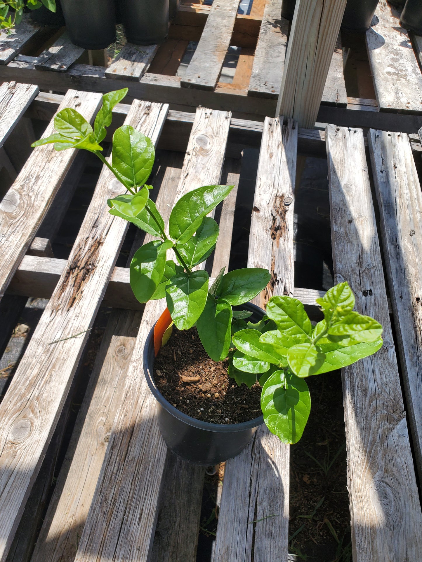 Jasminum sambac --Grand Duke of Tuscany Jasmine--