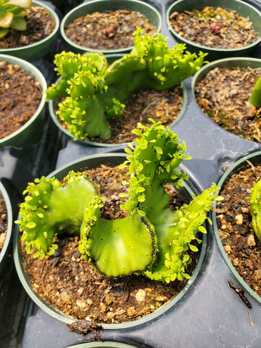 Euphorbia leucodendron 'Cristata' --Crested Cat Tail Euphorbia--
