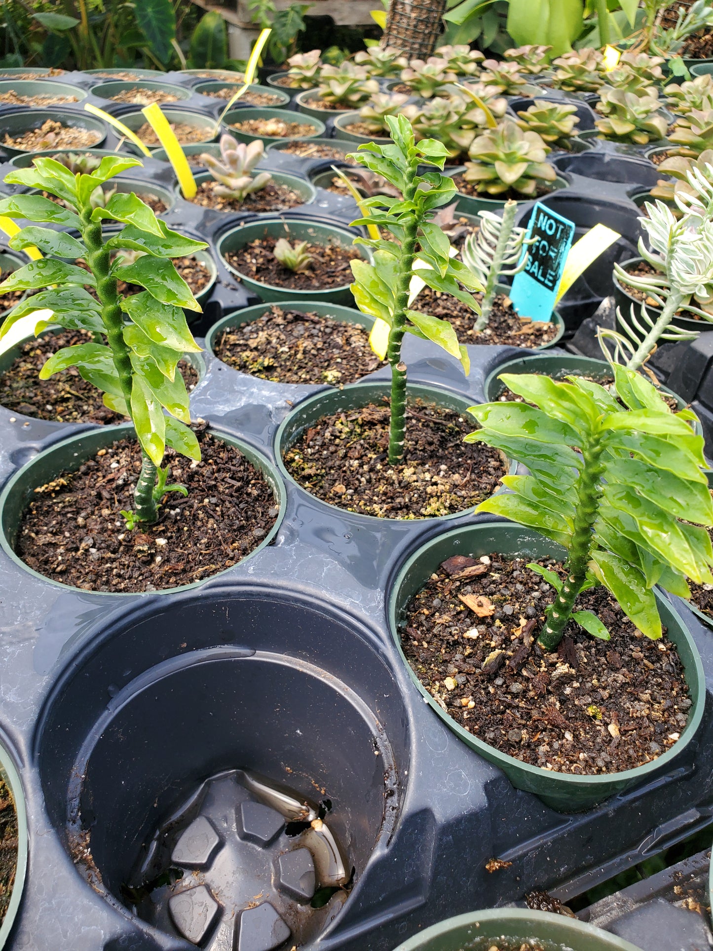 Pedilanthus tithymaloides 'Nanus' --Green Devil's Backbone--