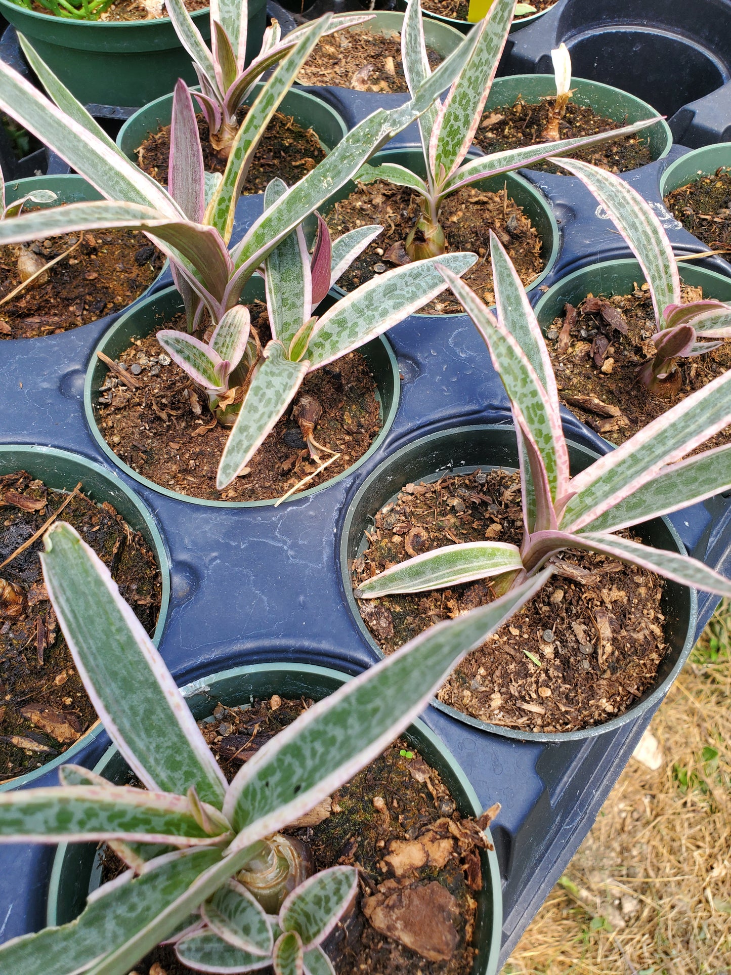 Ledebouria socialis 'Juda' --Pink Variegated Squill--