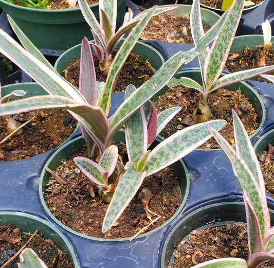 Ledebouria socialis 'Juda' --Pink Variegated Squill--