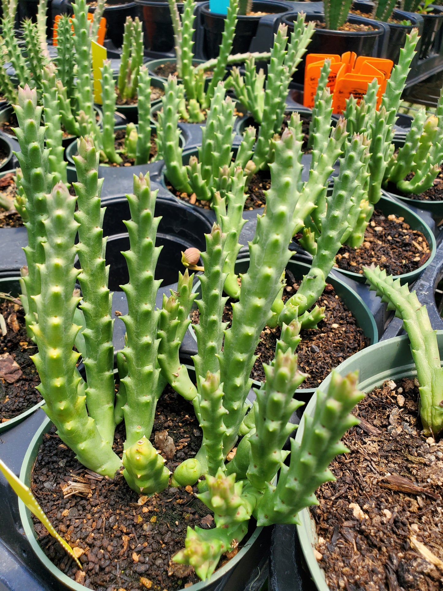 Orbea variegata --Starfish Flower--