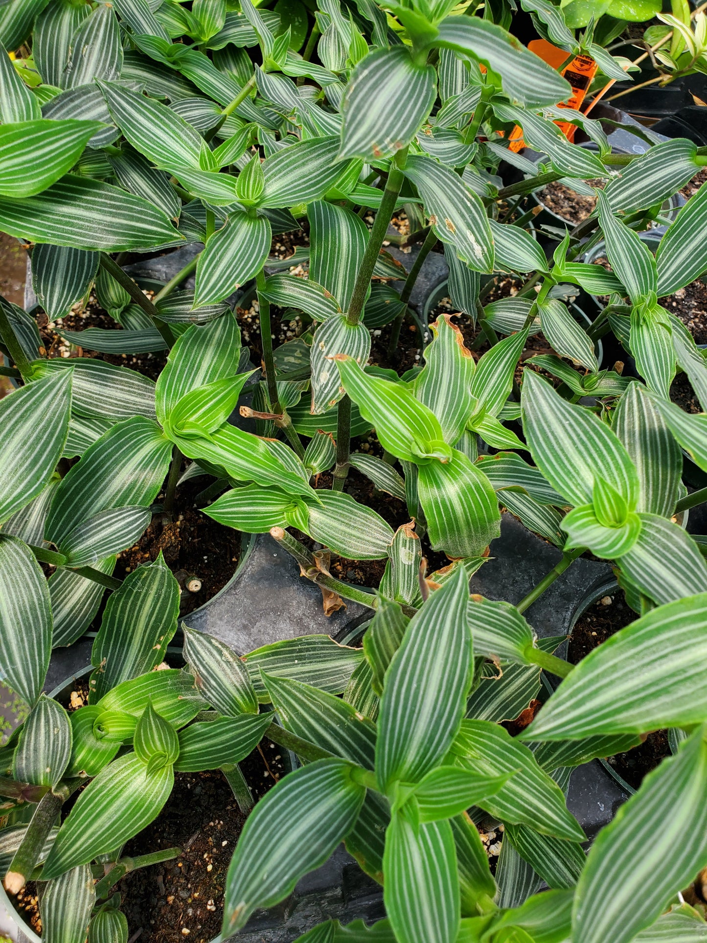 Callisia gentlei var. elegans --Striped Inch Plant--