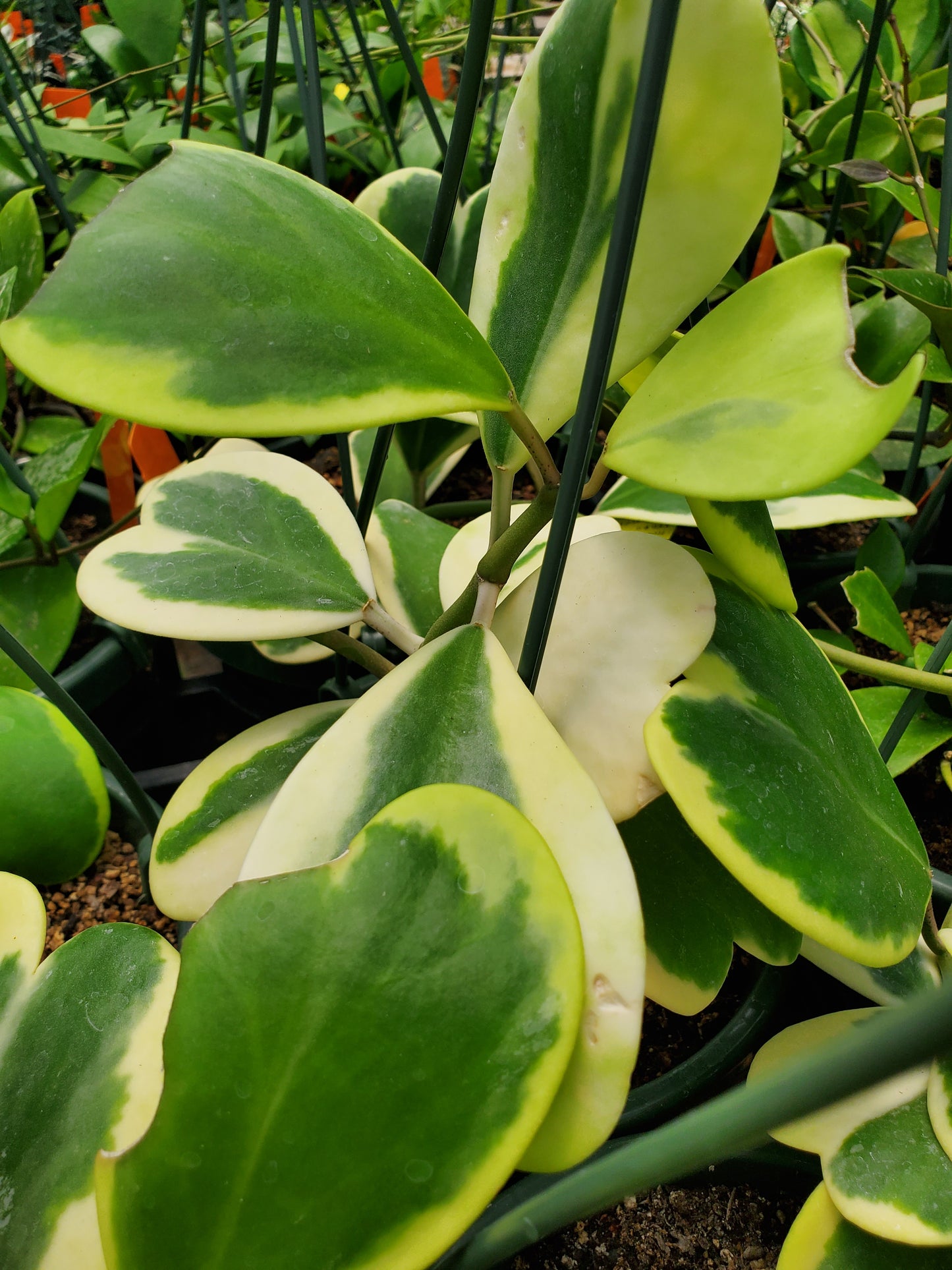 Hoya kerrii 'Variegata' --Variegated Heart-Leaf Hoya--