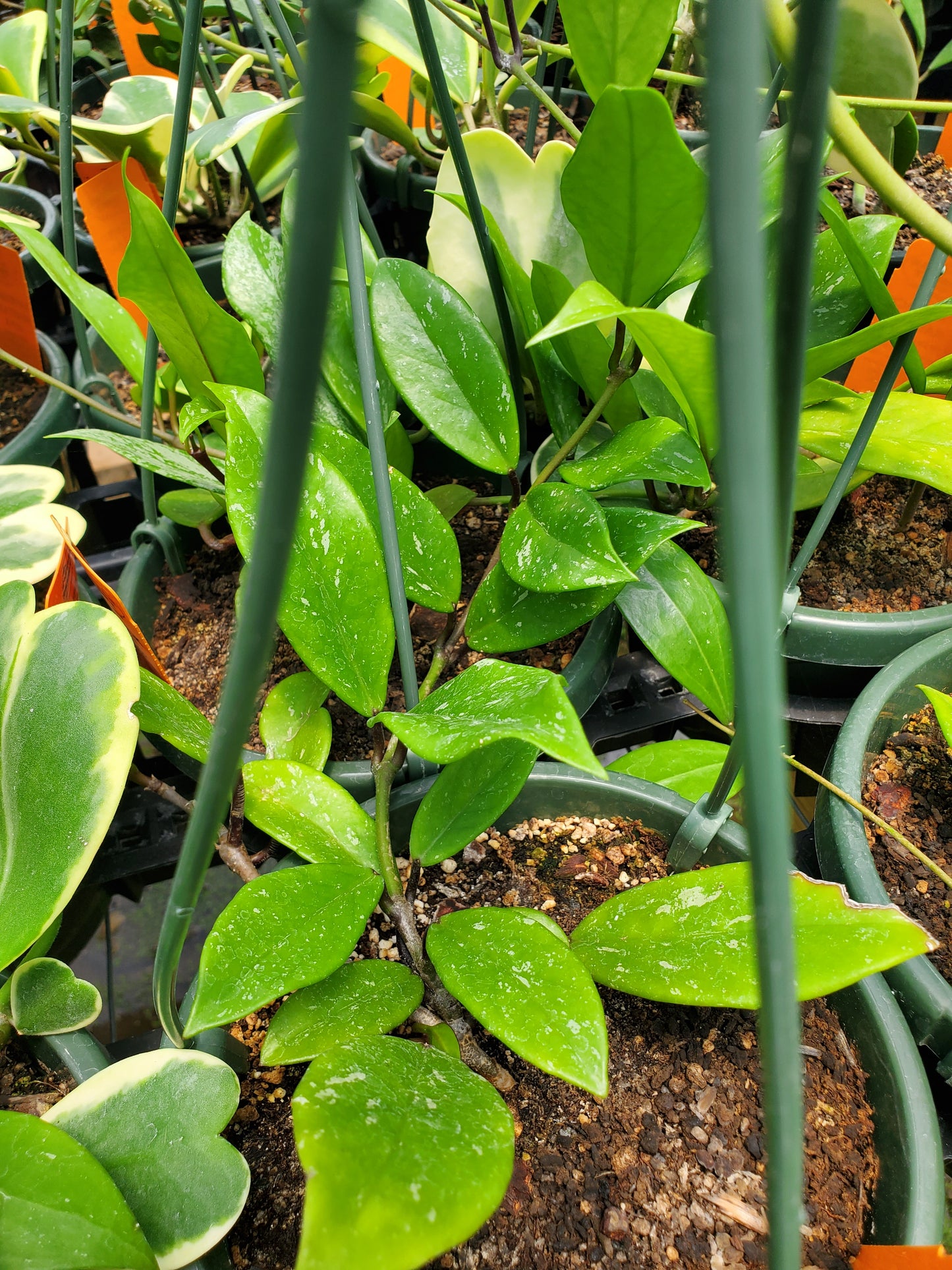Hoya pubicalyx 'Black Dragon'