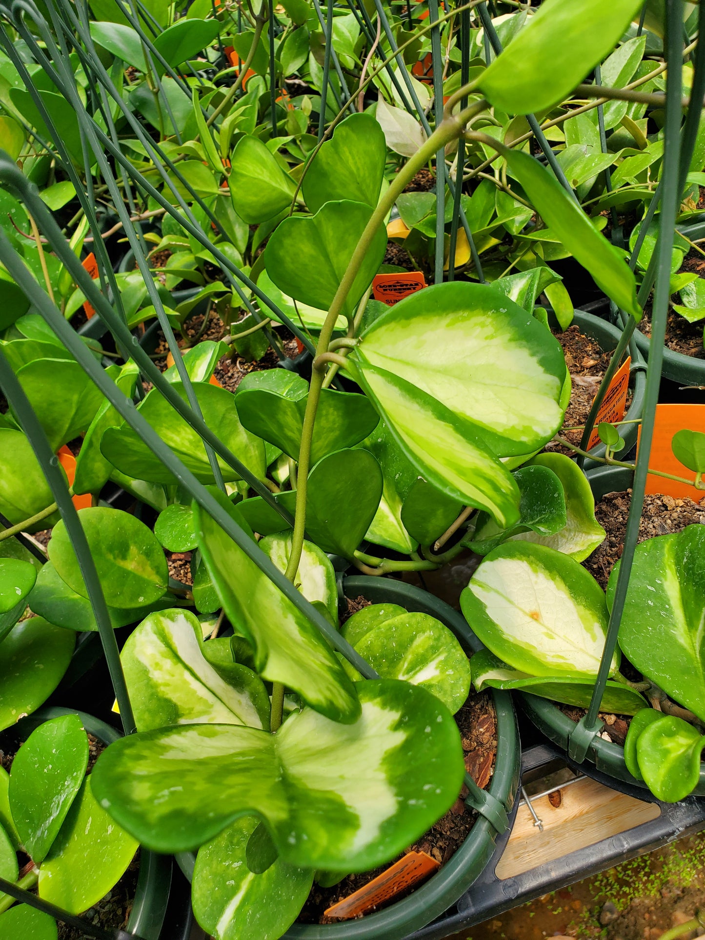 Hoya obovata 'Variegata' --Reverse Variegated Hoya--