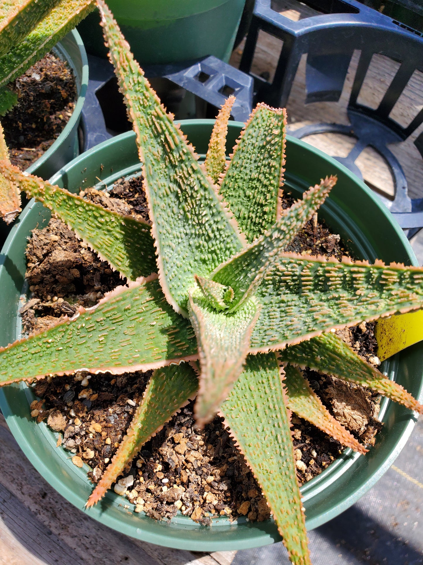 Aloe 'Vito'