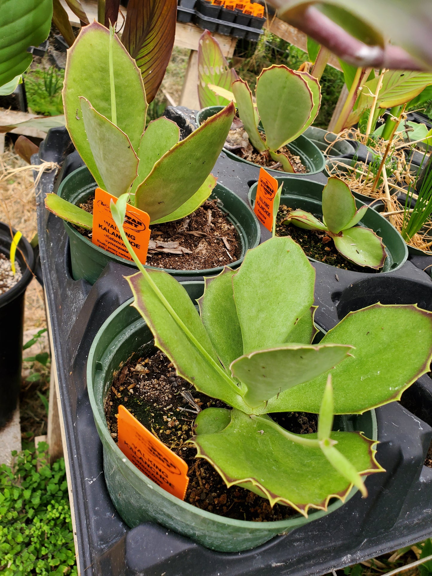 Young Kalanchoe plants showing red-bordered leaves with small serrations