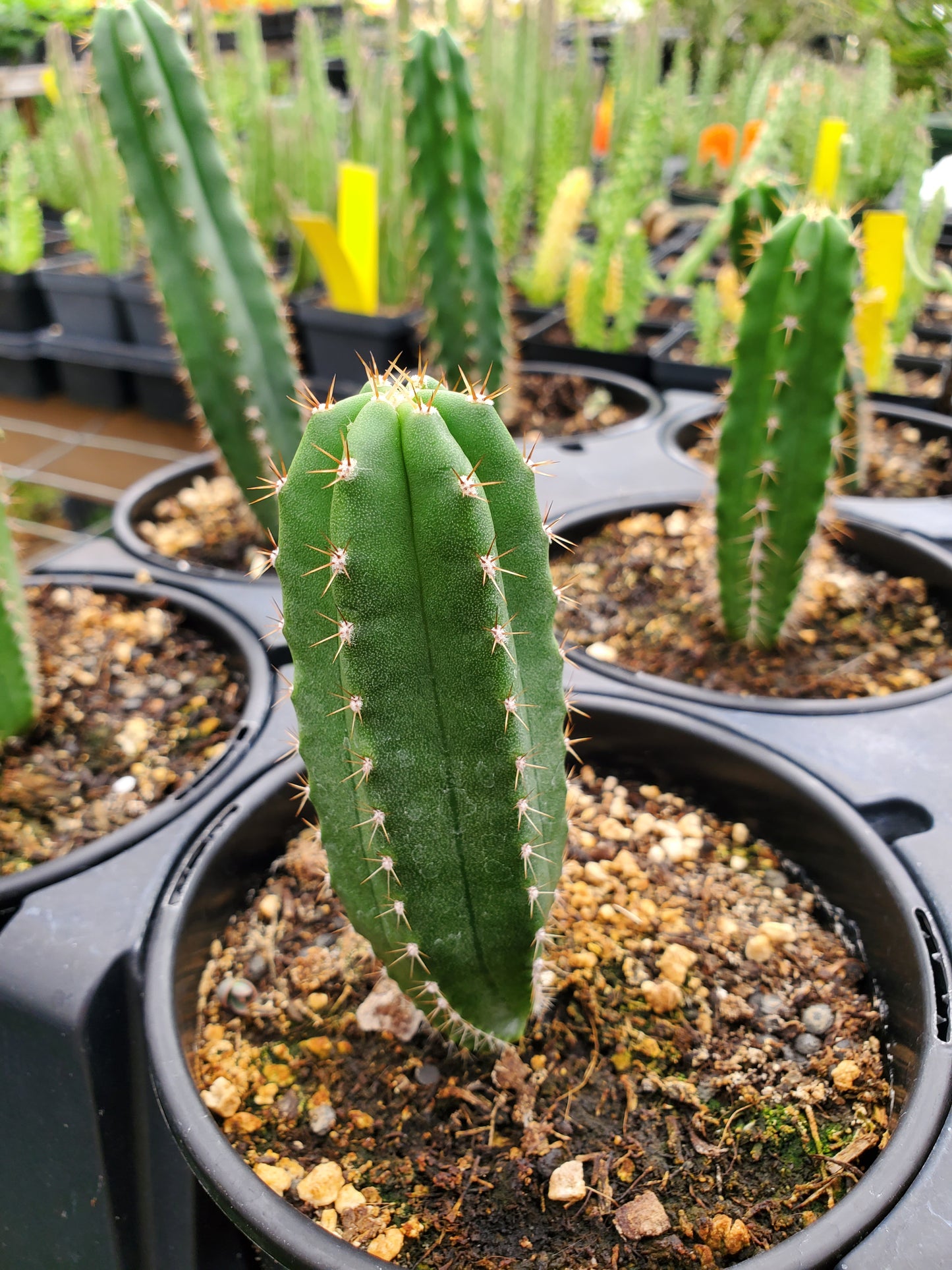 Trichocereus pachanoi 'Seed-Grown' --San Pedro Cactus--