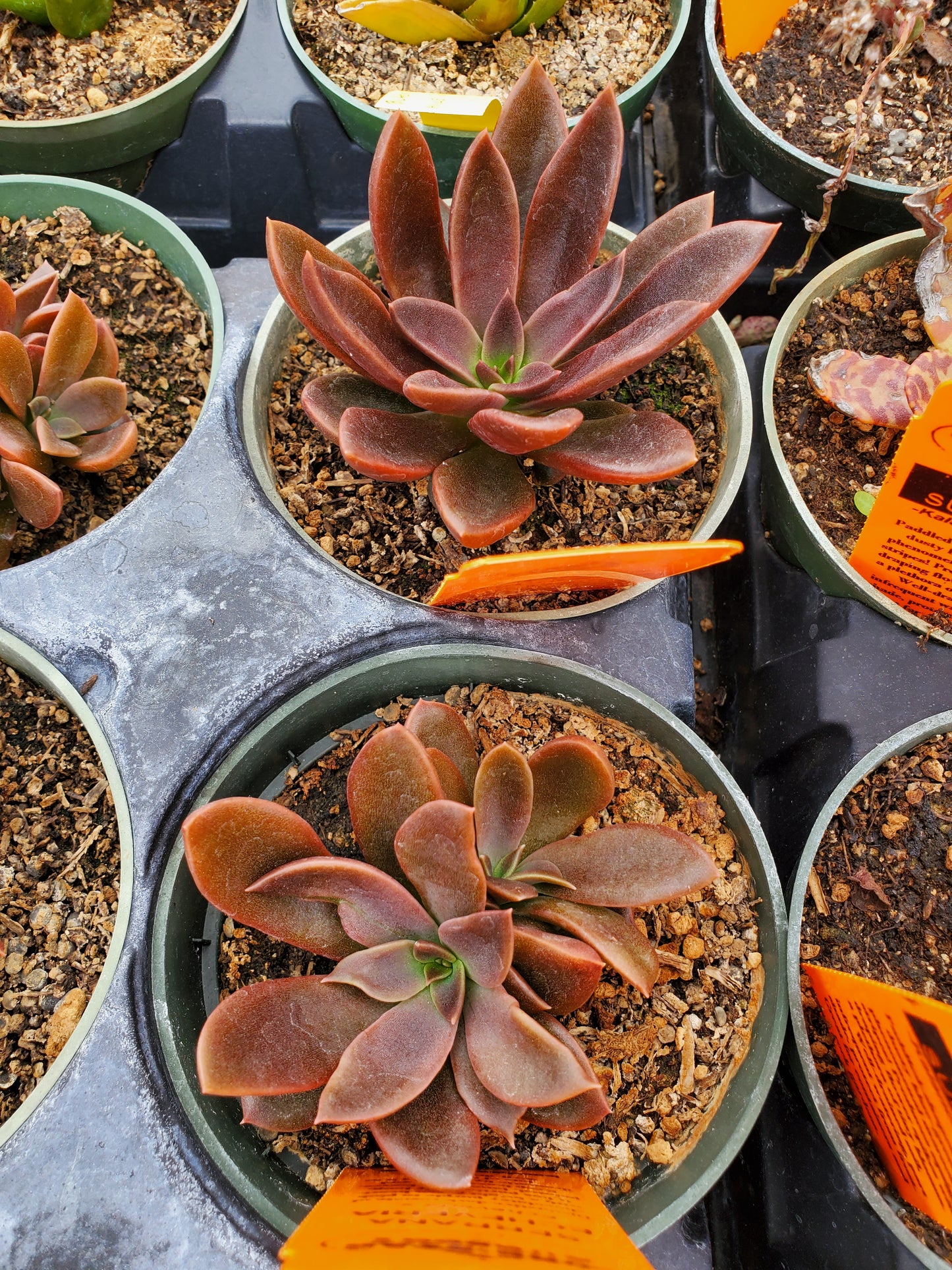 Echeveria 'Serrana'