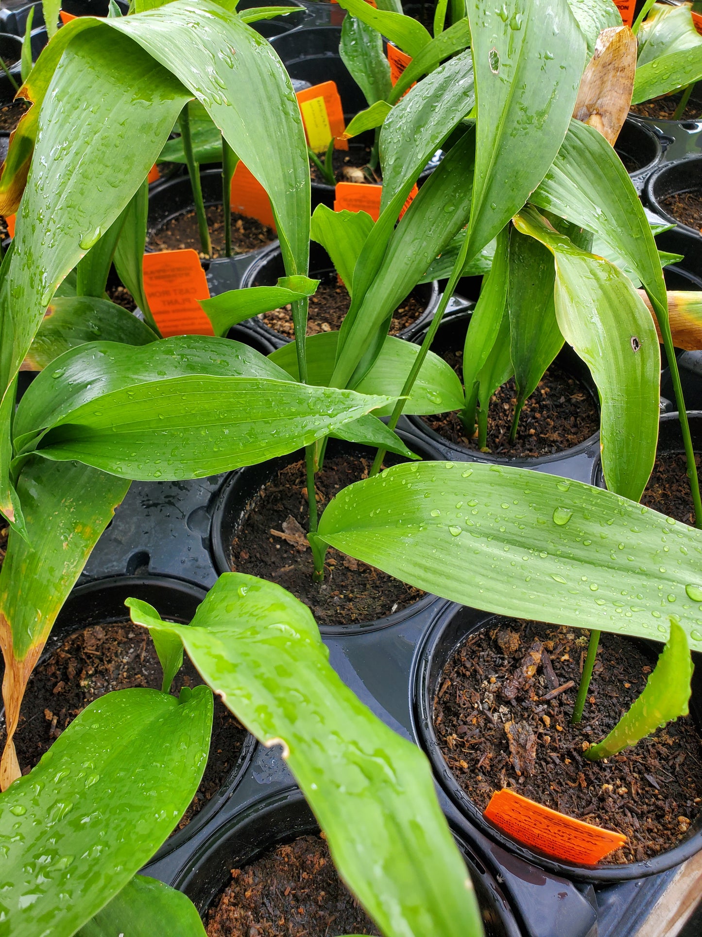 Aspidistra elatior --Cast Iron Plant--