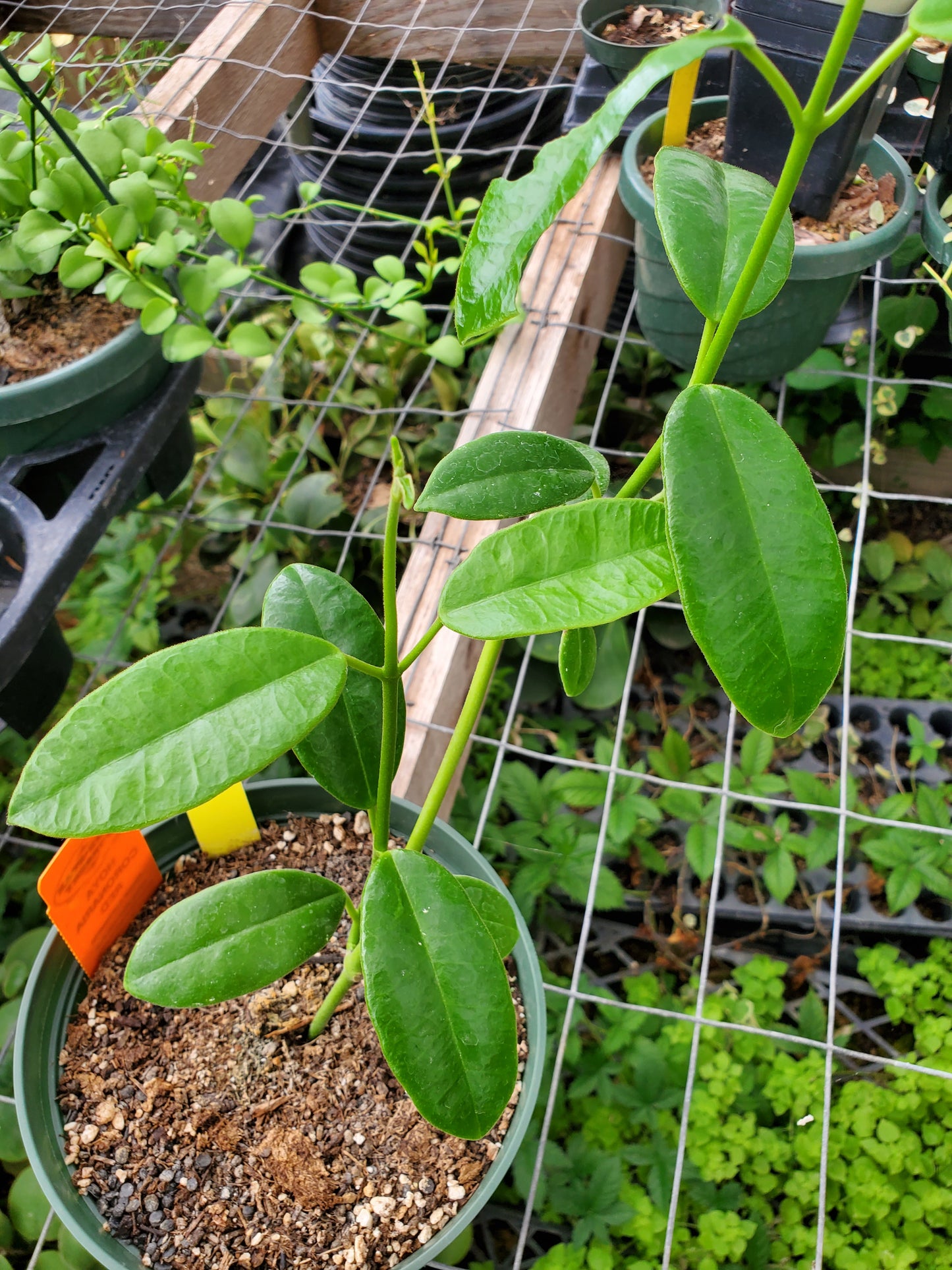 Hoya coronaria 'Red'