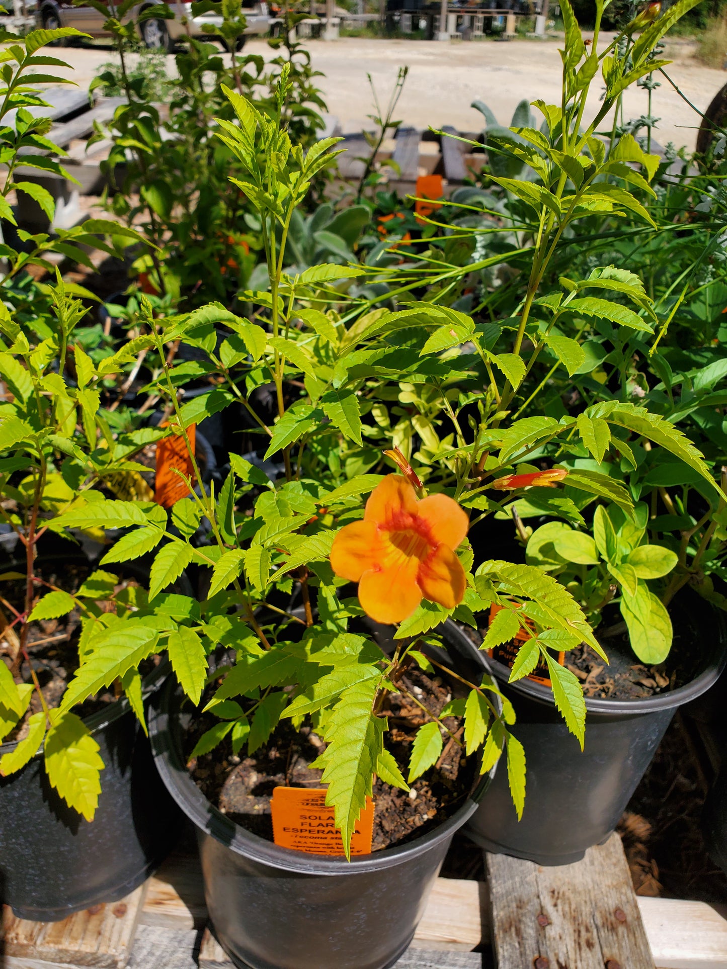 Tecoma x. --Orange Bells Esperanza--