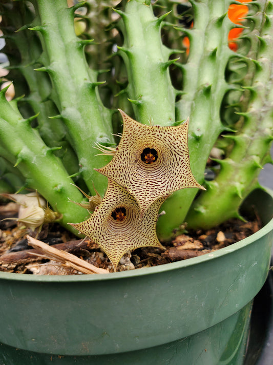Huernia sudanensis --Sudanese Huernia--