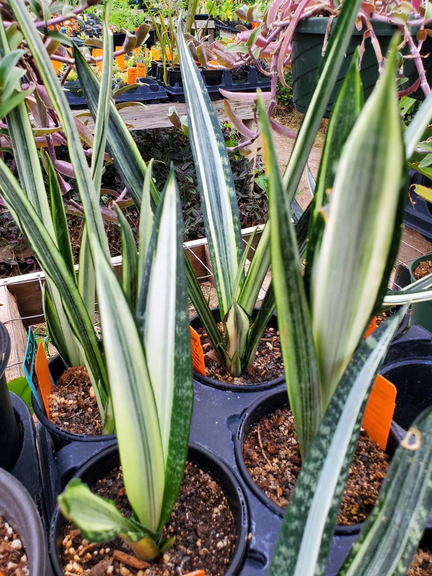 Sansevieria trifasciata --Bantel's Sensation Snake Plant--