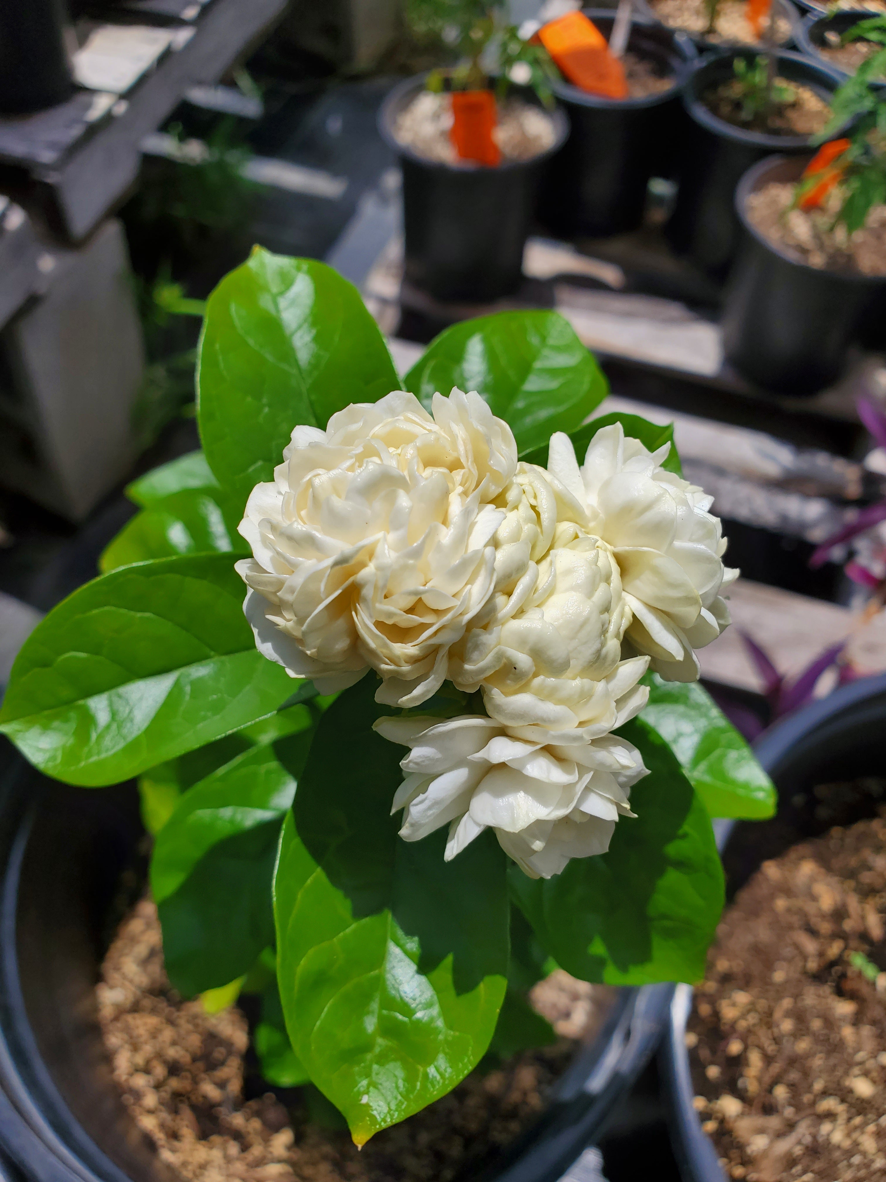 jasminum sambac indoor plant Jasminum sambac --Grand Duke of Tuscany Jasmine--