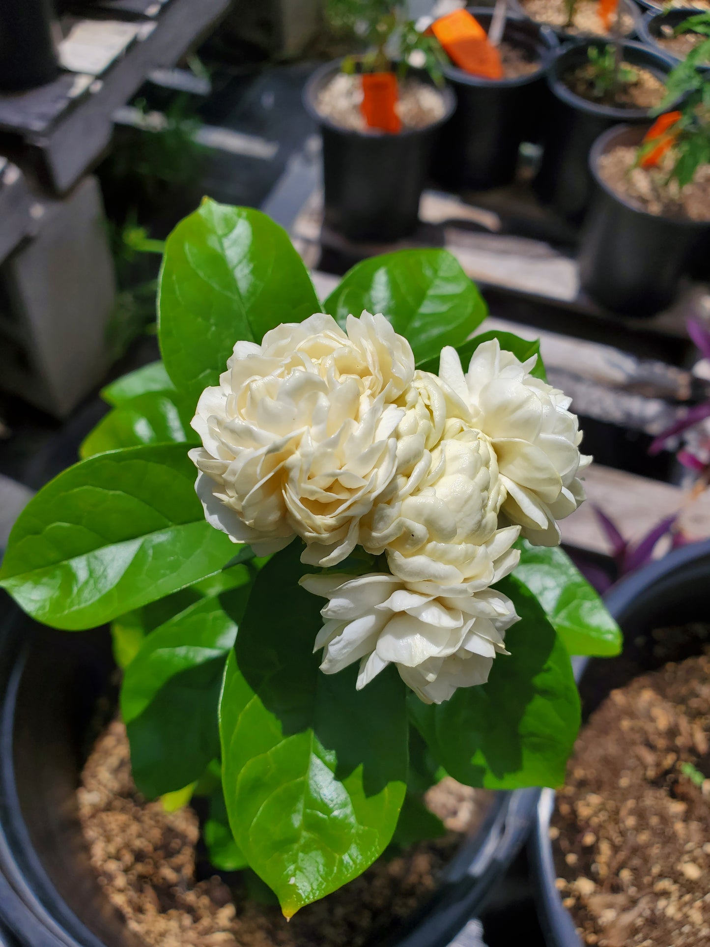 Jasminum sambac --Grand Duke of Tuscany Jasmine--