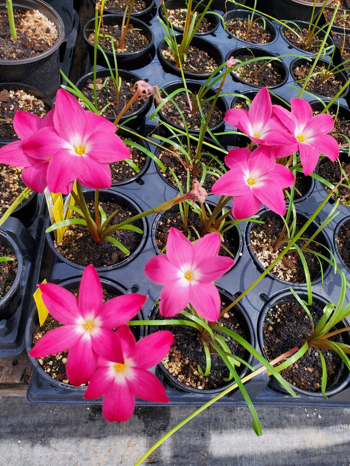 Zephyranthes labufarosea --Heart Throb Rain Lily--