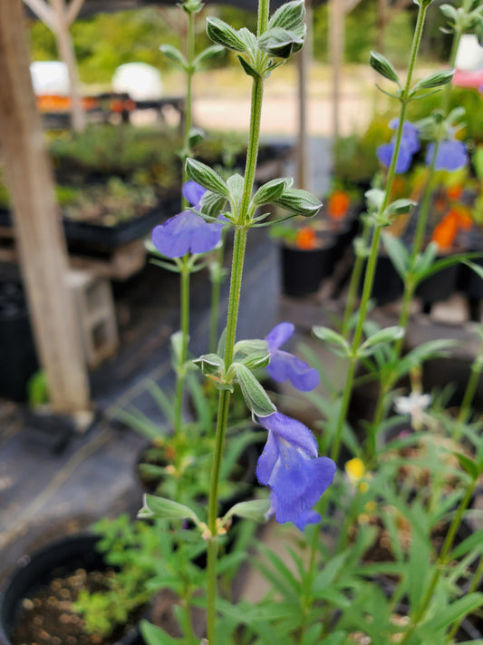 Salvia azurea var. grandiflora --Pitcher Sage--
