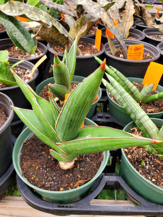 Sansevieria ehrenbergii --Samurai Dwarf Snake Plant--