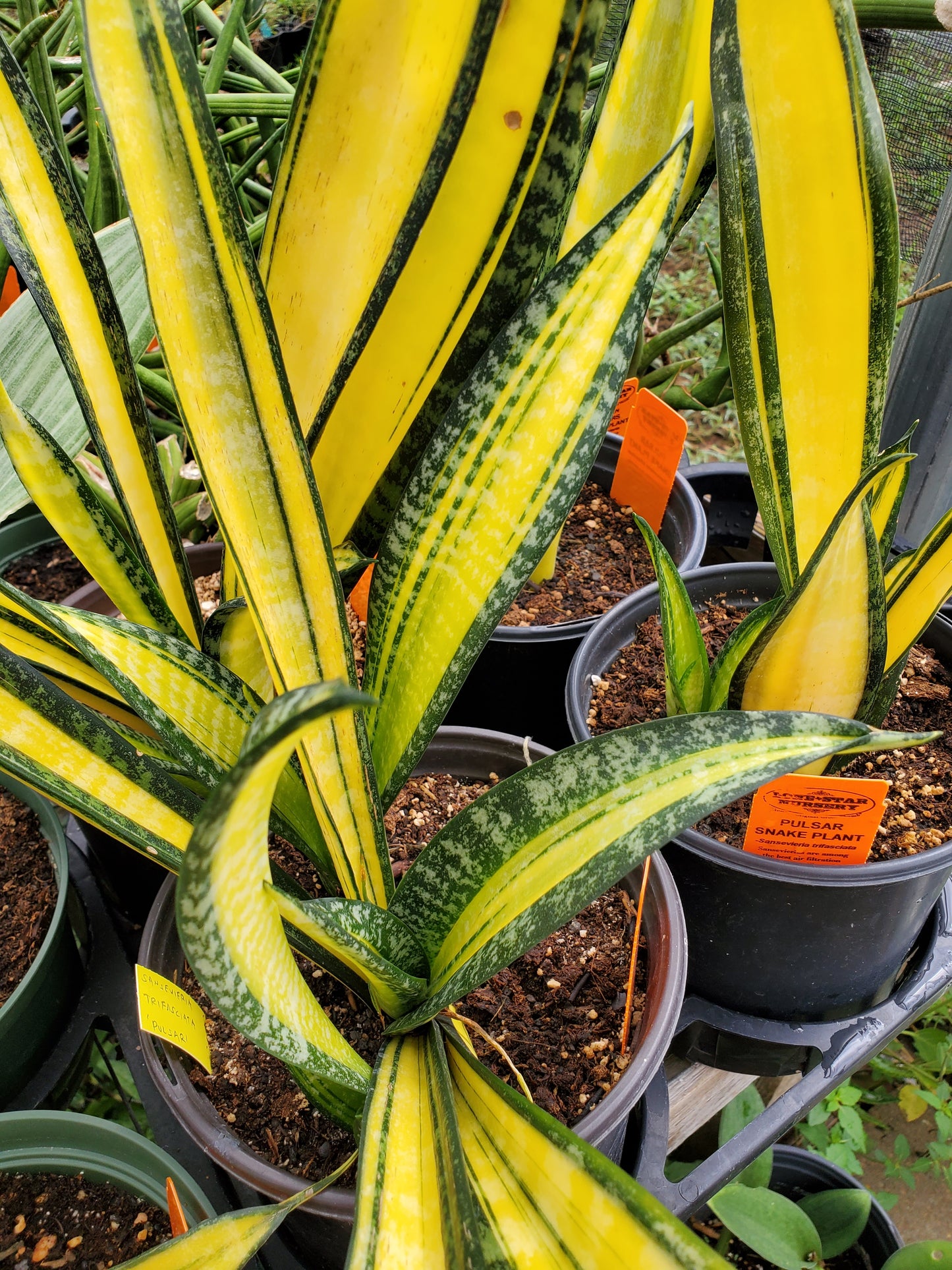 Sansevieria trifasciata --Pulsar Snake Plant--