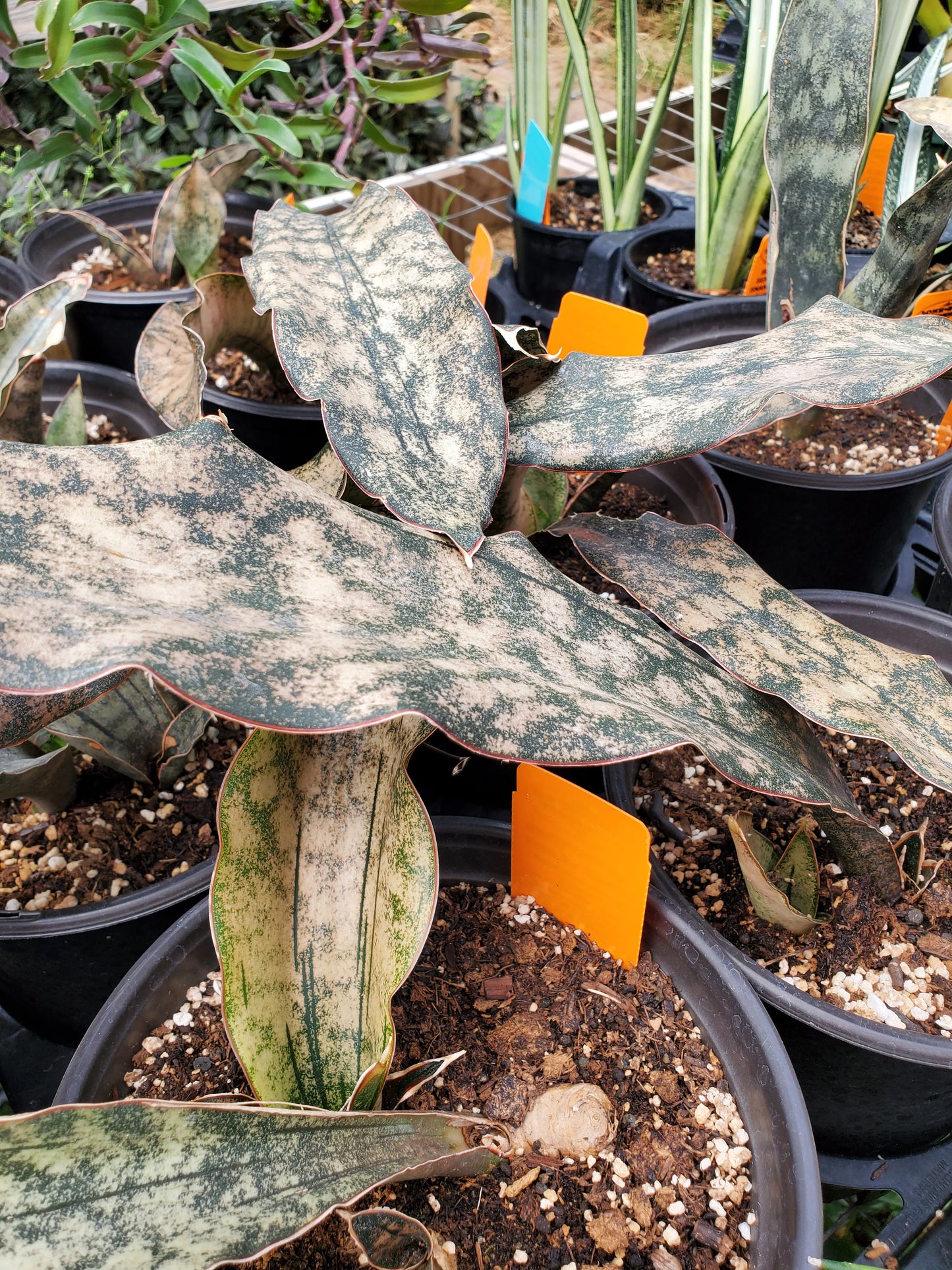 Sansevieria kirkii 'Pulchra' --Coppertone Snake Plant--