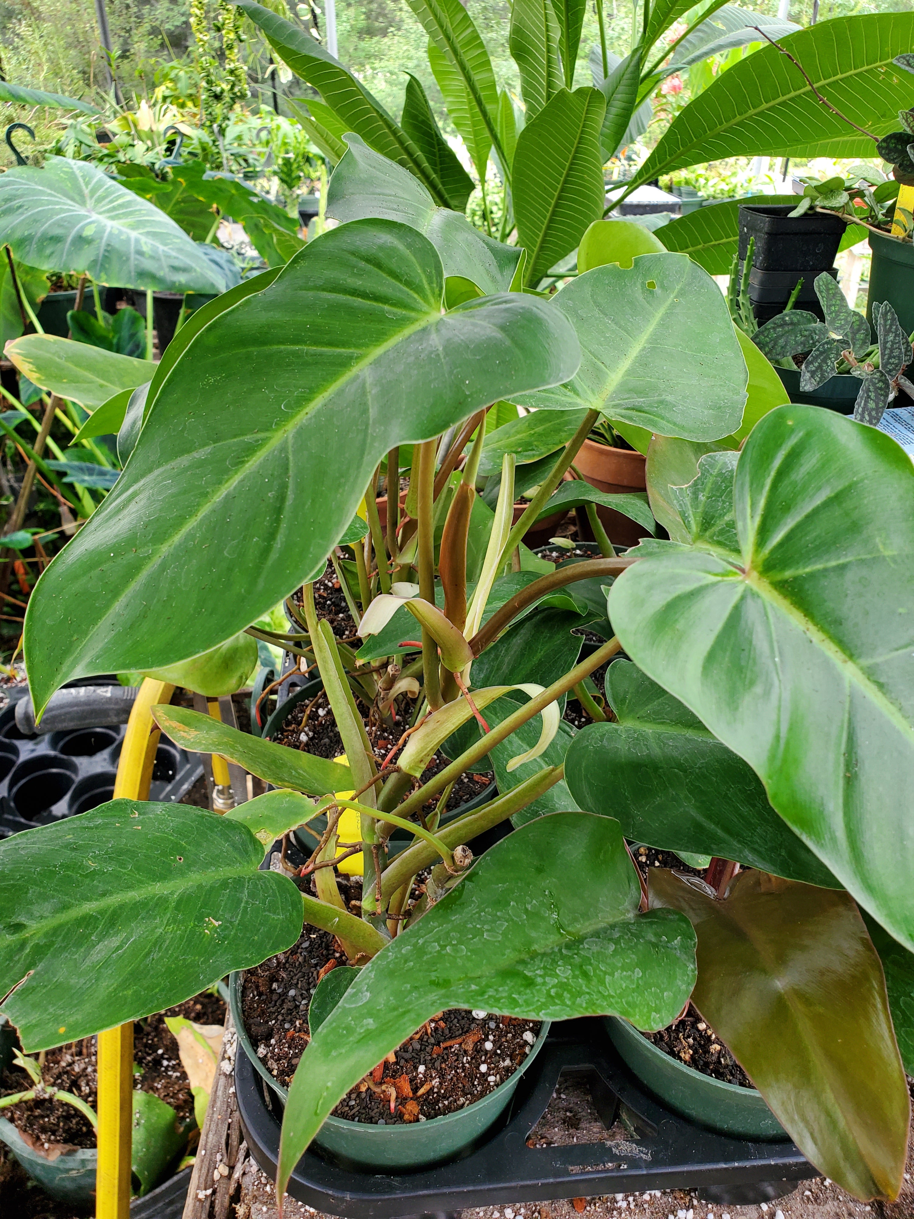 green emerald philodendron price Philodendron erubescens 'Red Emerald'
