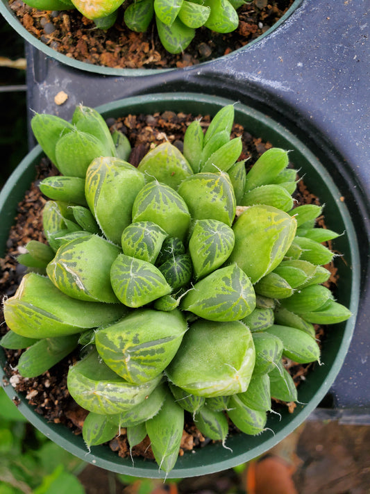 Haworthia x. --Green Window Haworthia--