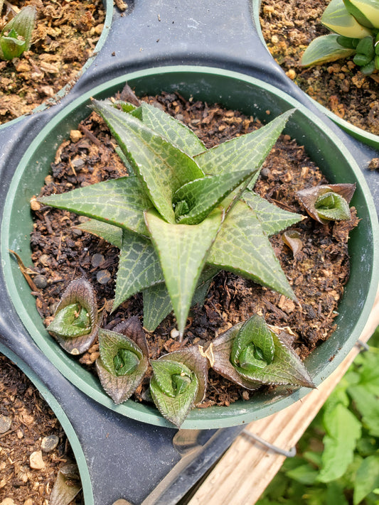 Haworthia venosa ssp. tessellata --Veined Haworthia--