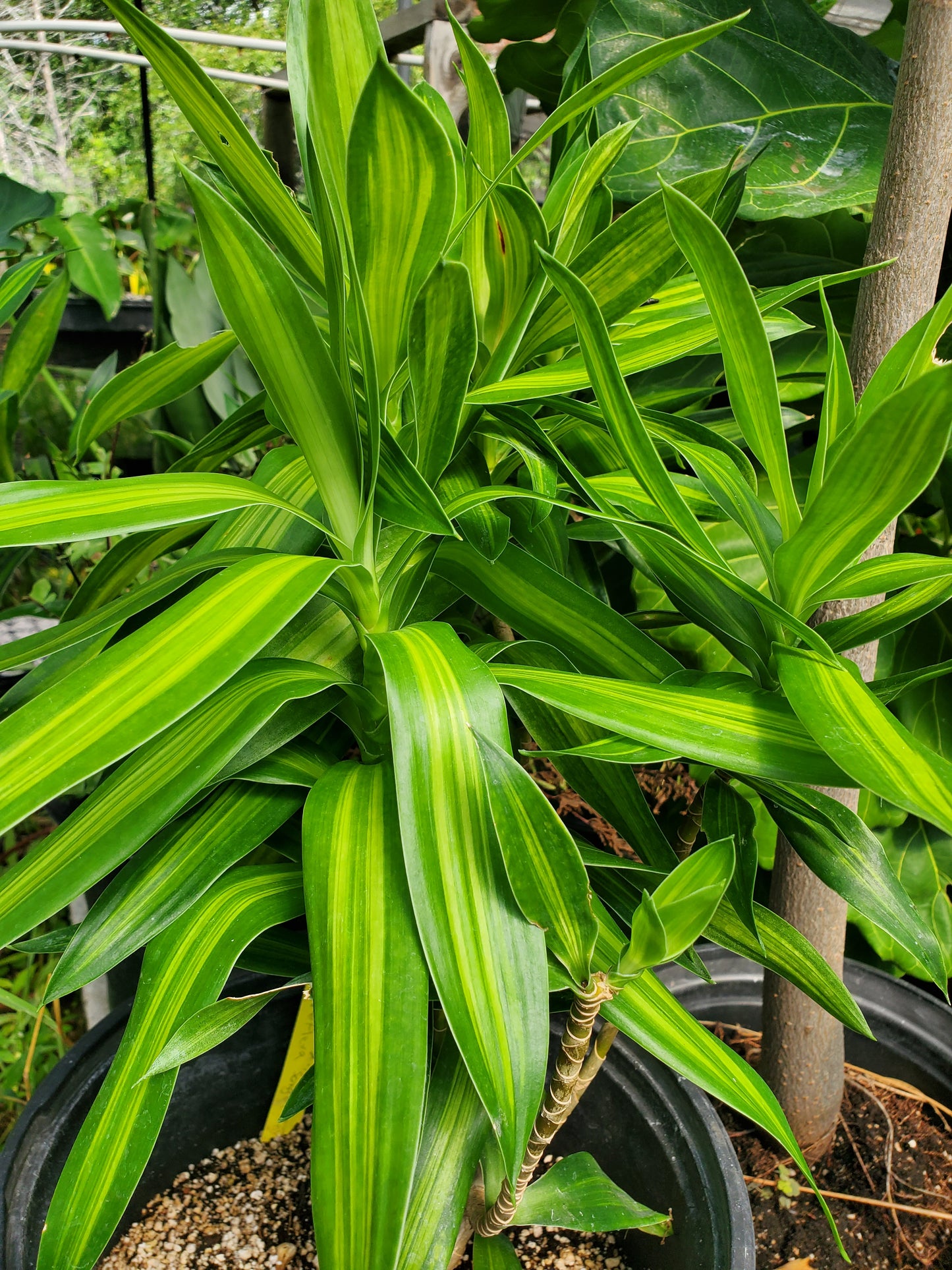 Dracaena reflexa 'Song of Jamaica'