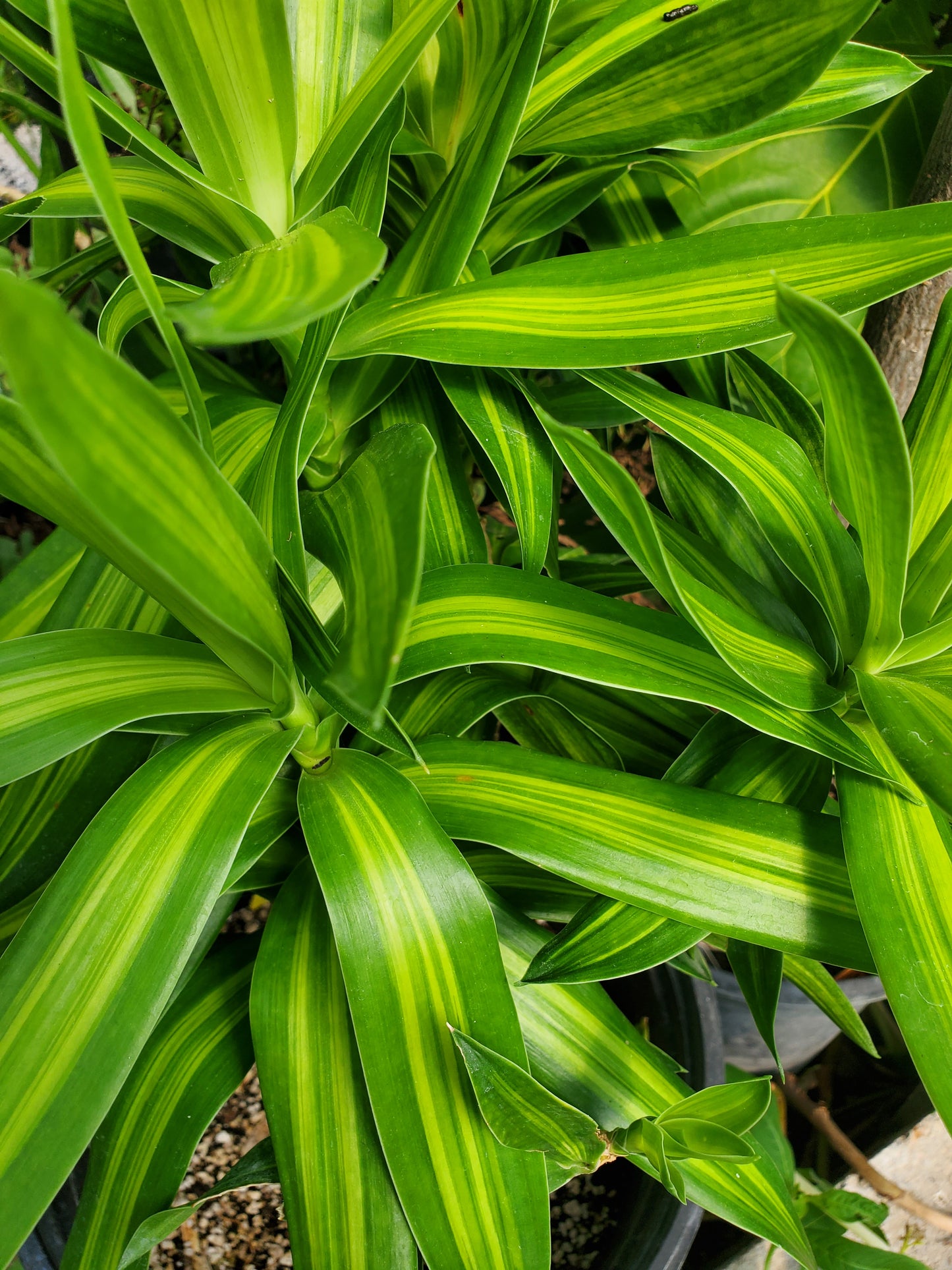 Dracaena reflexa 'Song of Jamaica'